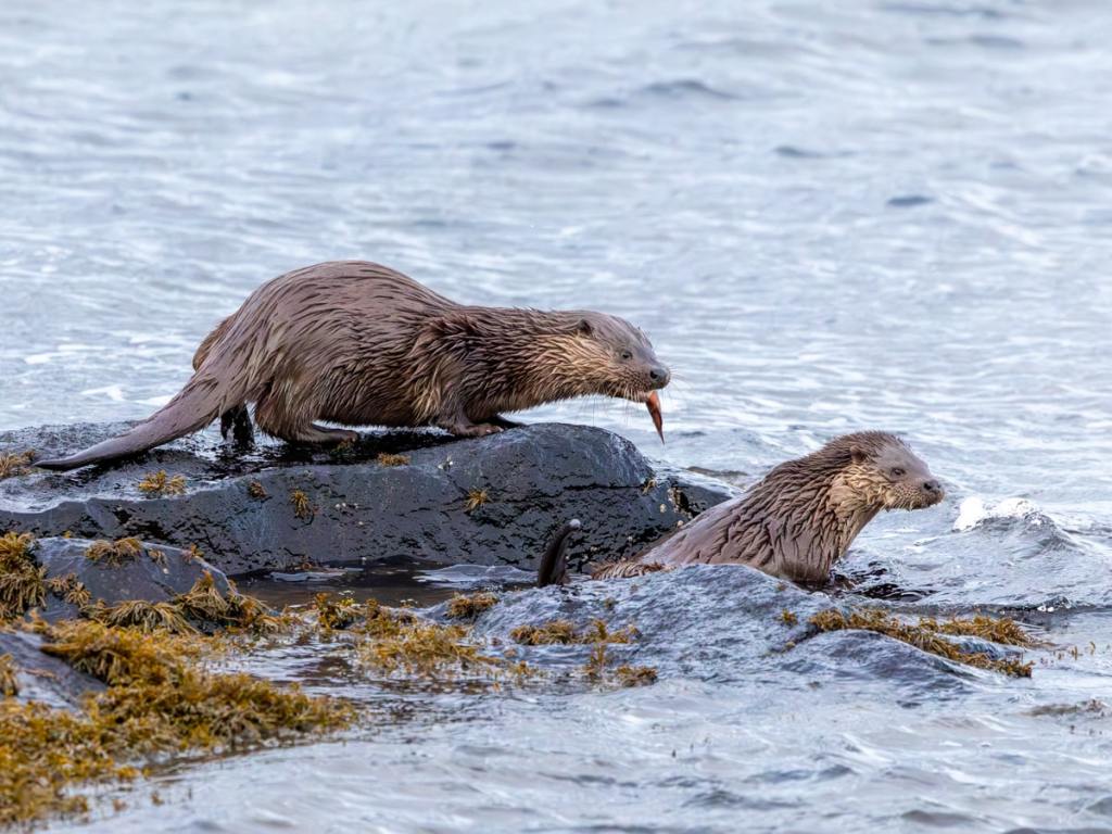 Otter on rocks with fish, another otter swimming nearby. Otter Photography Workshop.