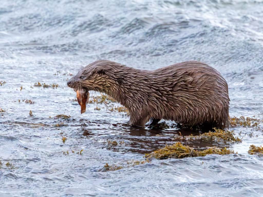 Otter with fish in mouth, foraging in shallow water. Otter Photography Workshop.