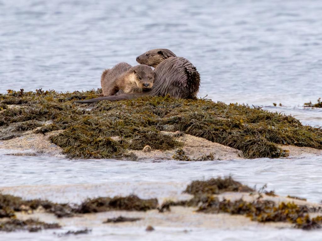 Gannet diving for fish off Bass Rock. Boat trip to Bass Rock.
