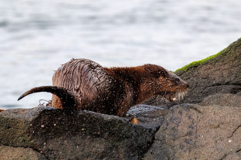 Gannets fighting in the sea near Bass Rock.