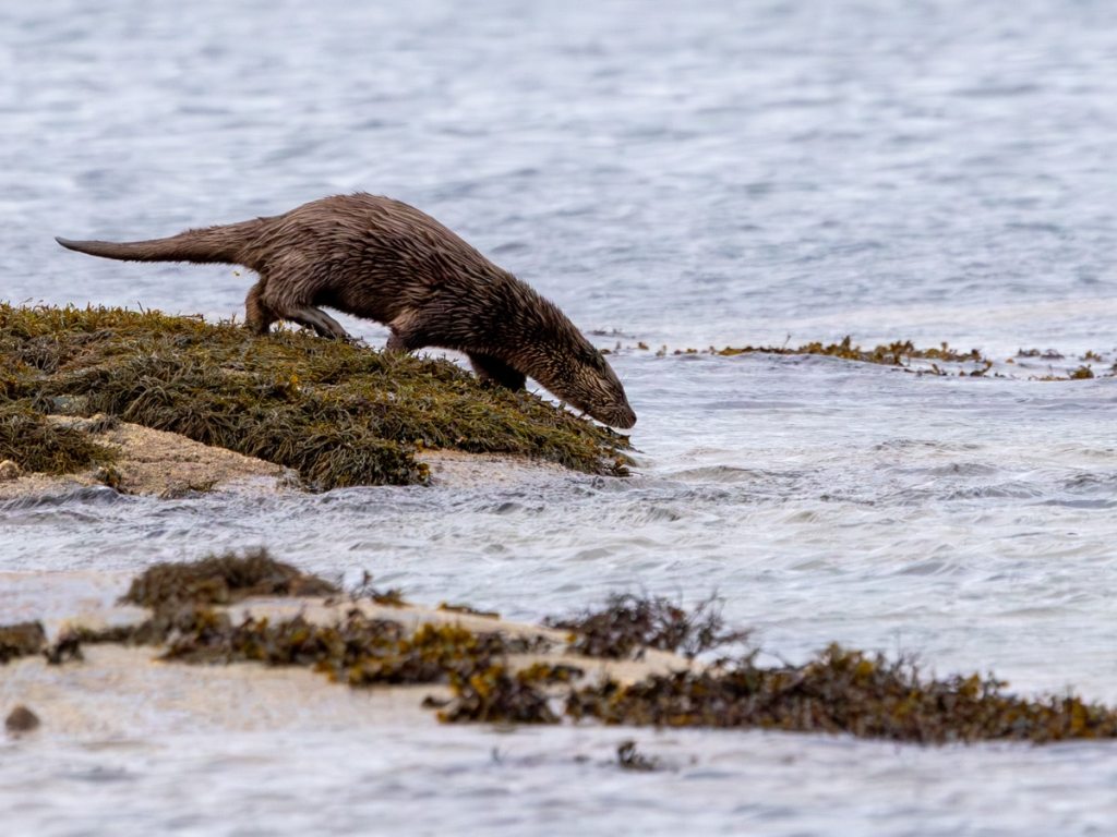 Two gannets battling in the water near Bass Rock during a boat trip.