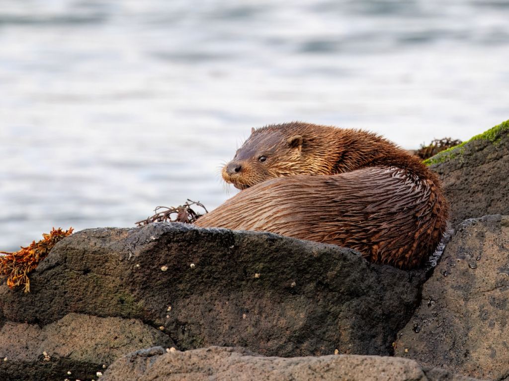 Gannets fighting in the sea near Bass Rock.