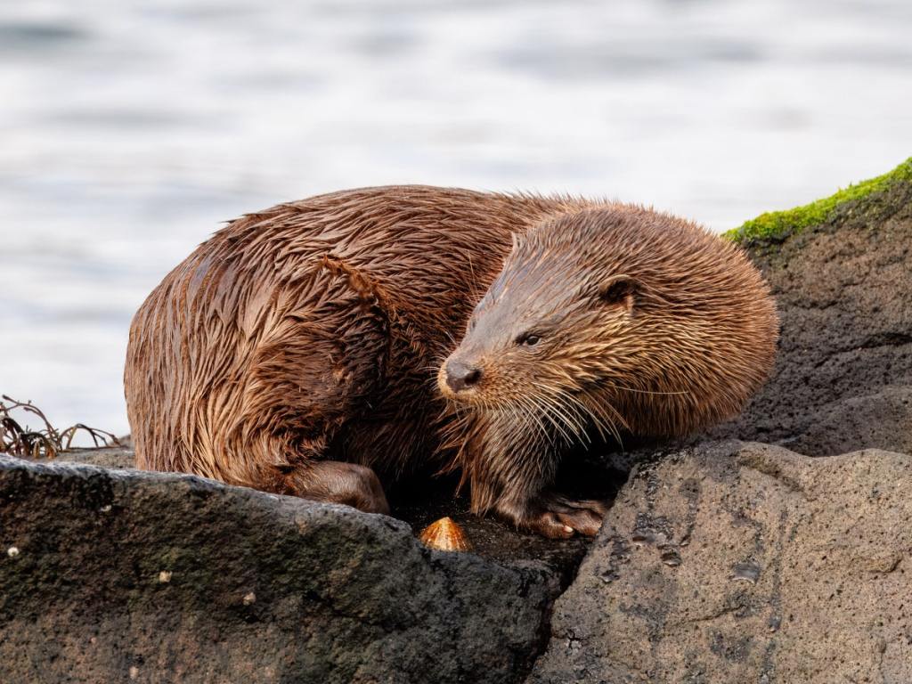 Gannets fighting in the sea near Bass Rock.