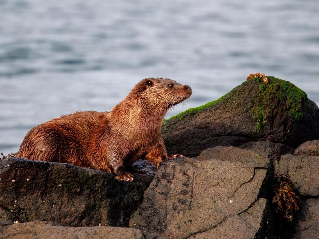 Gannets fighting in the sea near Bass Rock.
