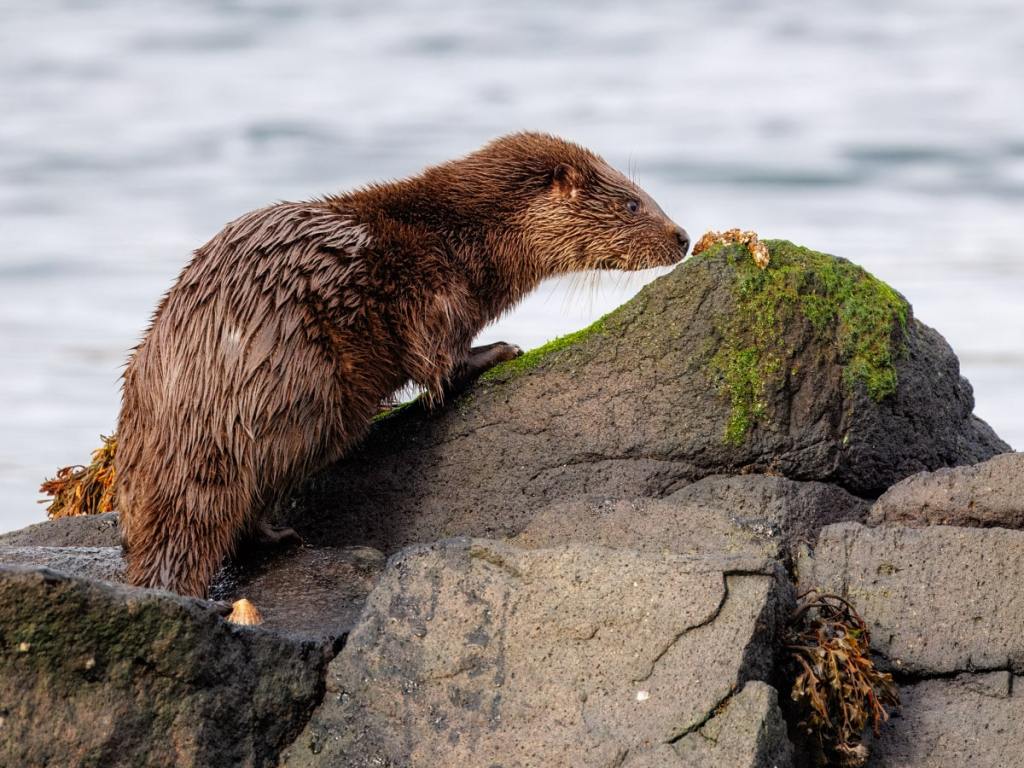 Gannets fighting in the sea near Bass Rock.