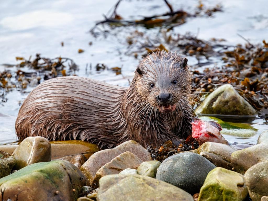 Gannets fighting in the sea near Bass Rock.