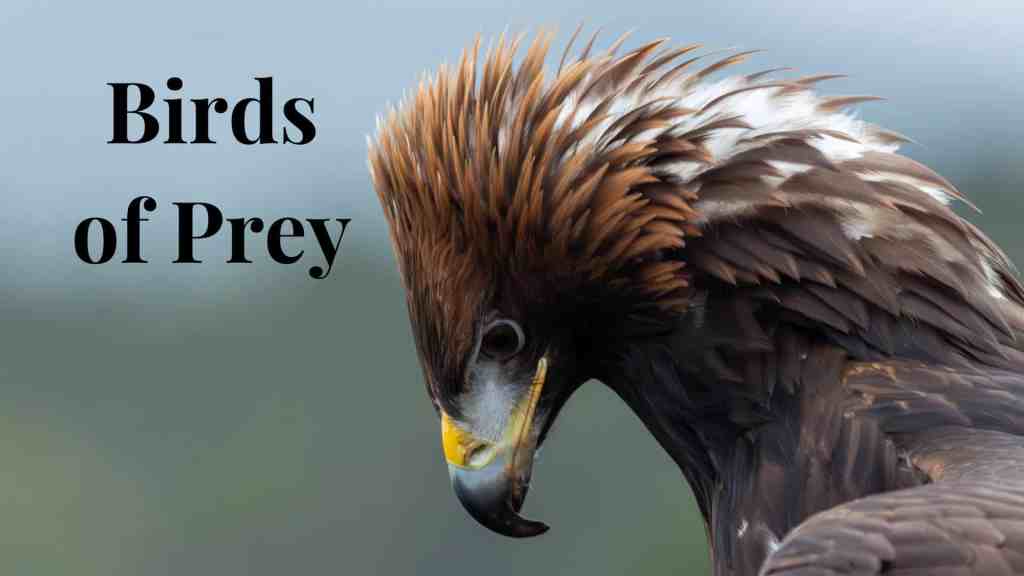 Close-up of a golden eagle, a bird of prey. Scottish wildlife photos.