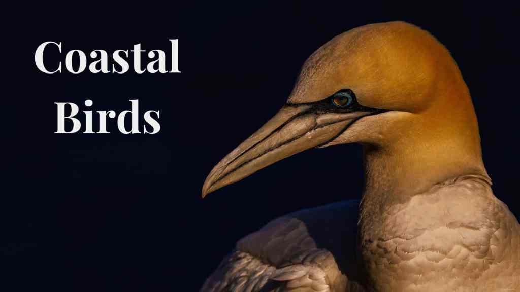 Coastal Birds: Close-up of a Northern Gannet, a Scottish wildlife photo.