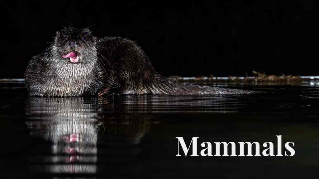 Otter in water, tongue out, reflected in dark water. Mammals.