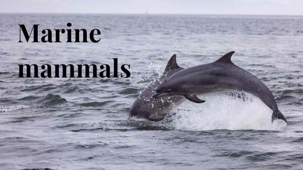 Marine mammals: Two dolphins leaping from the water. Scottish wildlife photo.
