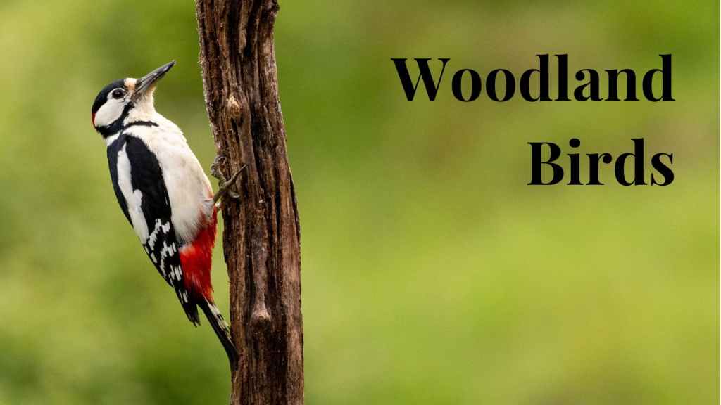 Woodland Birds: Great spotted woodpecker clinging to a tree trunk.