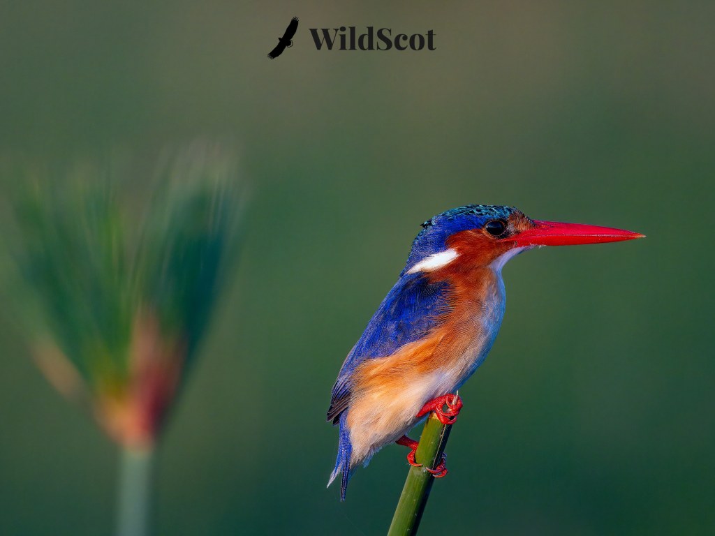 Malachite kingfisher perched on a reed, vibrant colors, "WildScot" logo in the background.