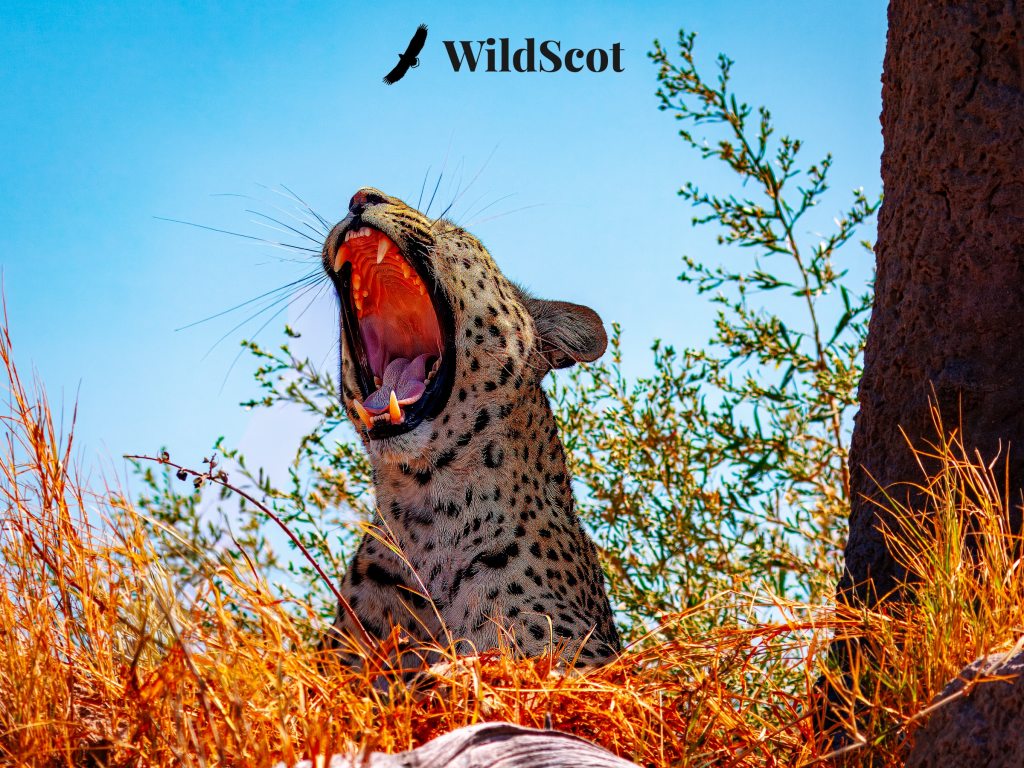 Leopard yawning, mouth wide open, with "WildScot" text and bird silhouette above.