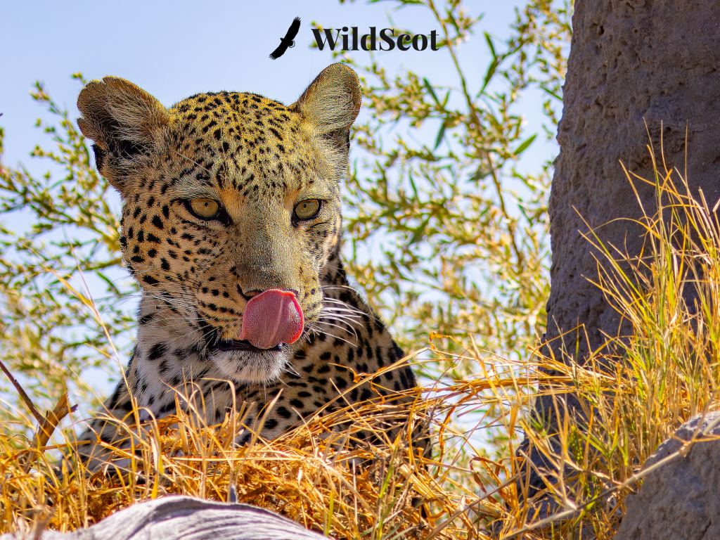 Leopard licks its nose in tall grass. "WildSeot" logo visible in the background.