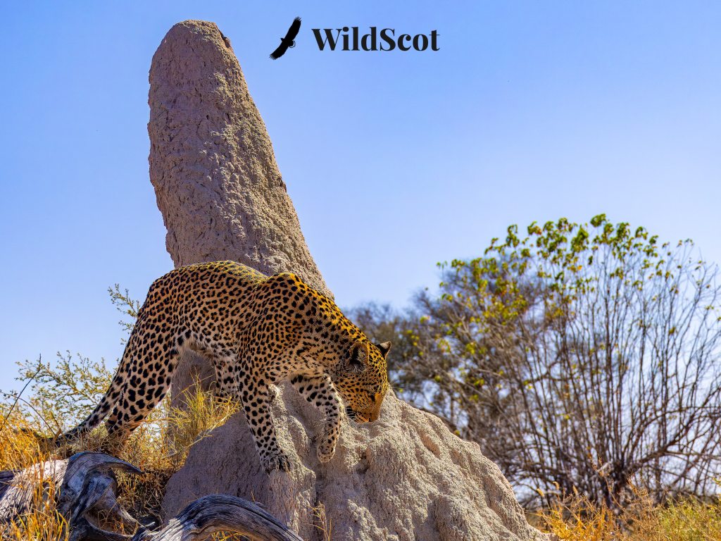 Leopard cautiously descends a termite mound in the African savanna. "WildScot" text and bird silhouette in the sky.