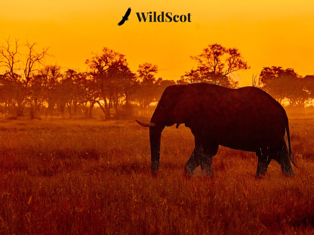 Elephant silhouette walking across savanna at sunset. "WildScot" logo and bird in sky.