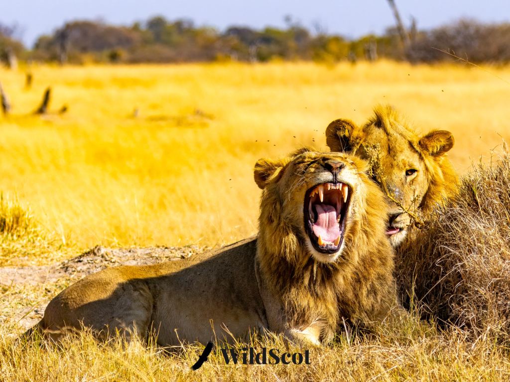 Two lions resting in tall grass, one yawning widely showcasing its teeth.
