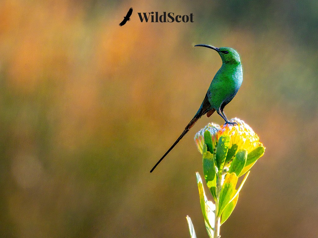 Sunbird perched on a yellow flower, with the WildScot logo and a bird silhouette in the background.