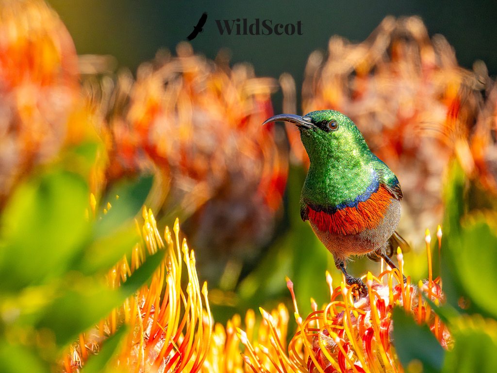 Sunbird perched on bright orange flowers, close-up. "WildScot" watermark visible.