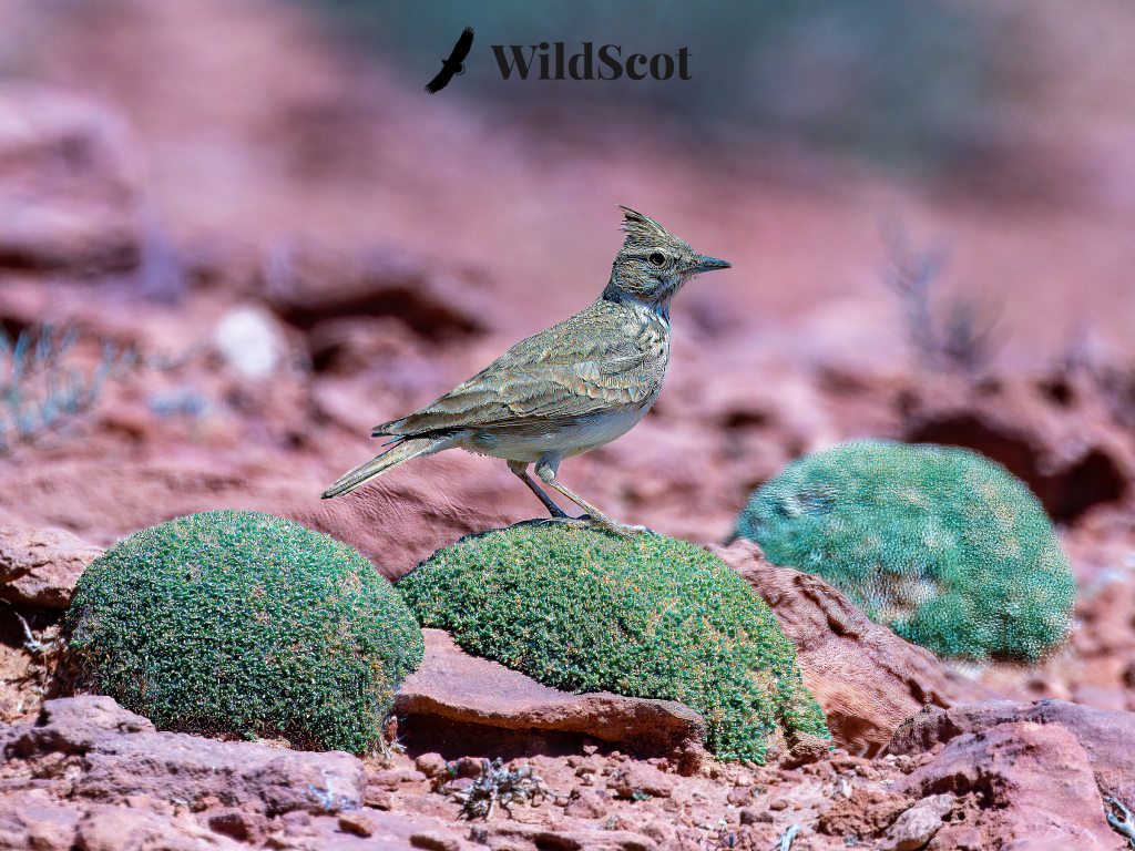 Crested lark perched on a mossy rock in a desert landscape. "WildScot" watermark.
