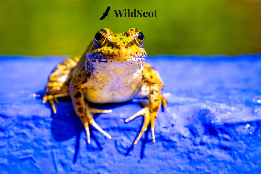Frog on blue surface. WildScot logo visible.