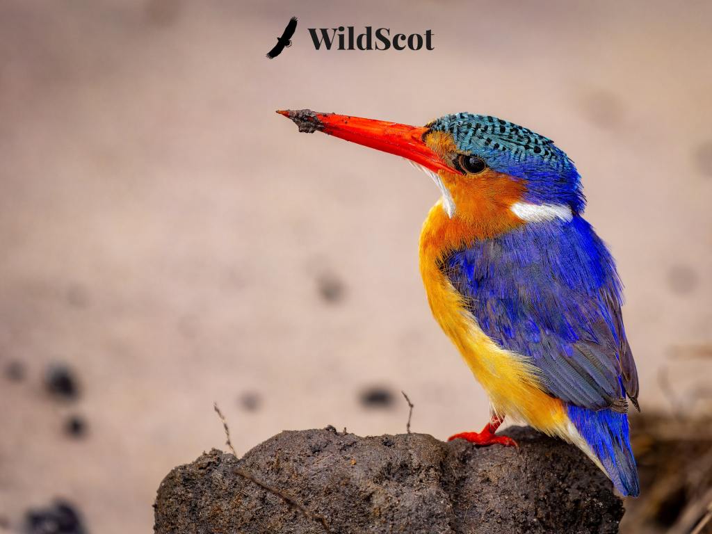 Malachite Kingfisher perched. "WildScot" logo visible.
