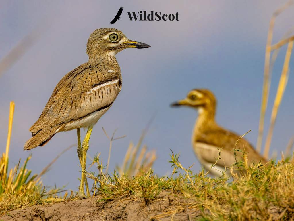Stone curlew bird standing tall, with another blurred in background. Text: WildScot