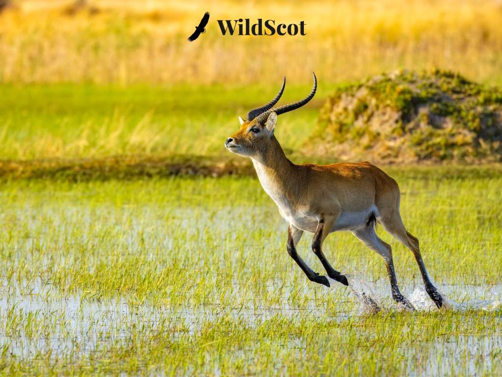 Lechwe antelope running through shallow water, WildScot logo and bird silhouette above.