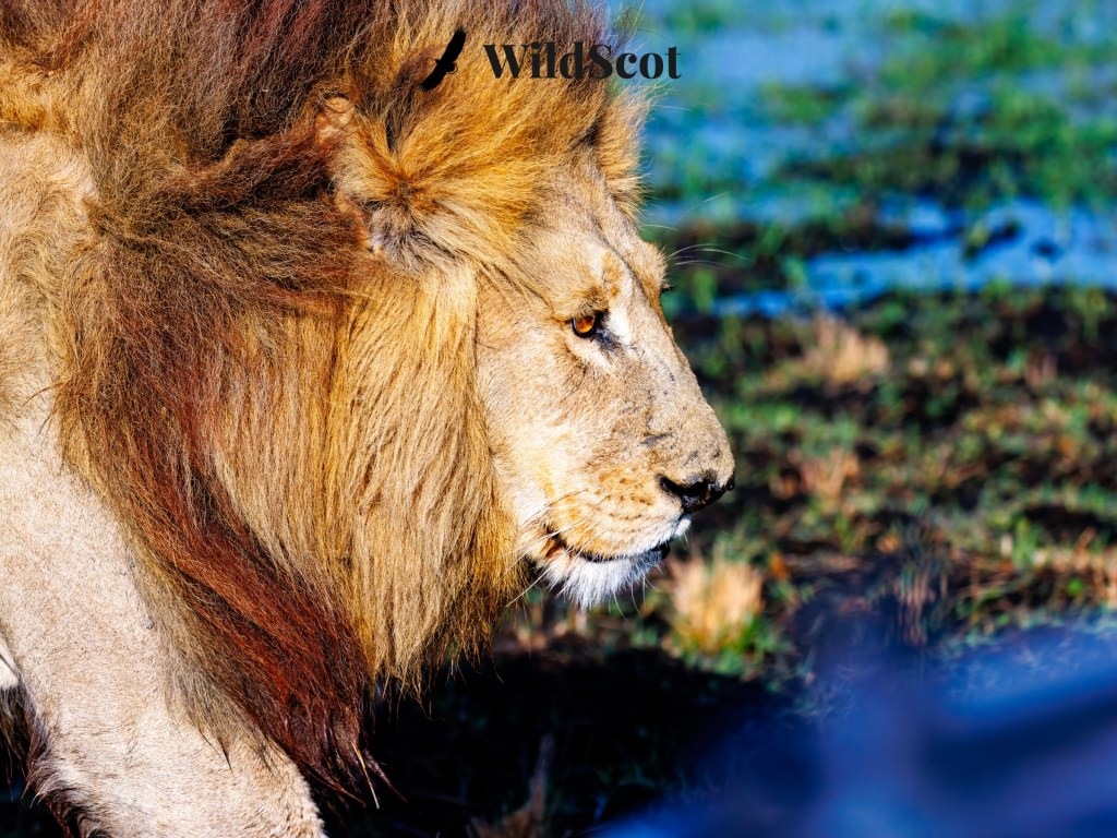 Lion with golden mane, close-up profile. "WildScot" logo visible.