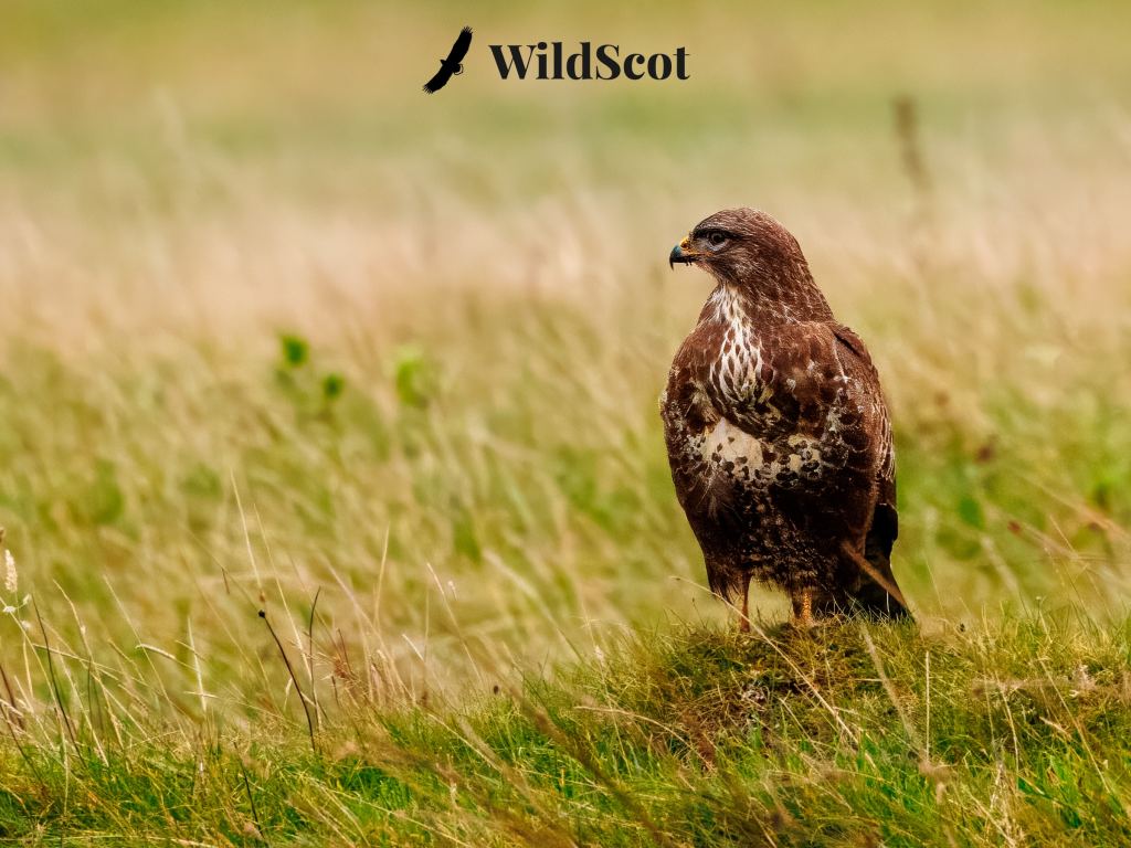 Buzzard perched in Scottish Highlands grass, a stunning Scottish wildlife photo. "WildScot" logo visible.
