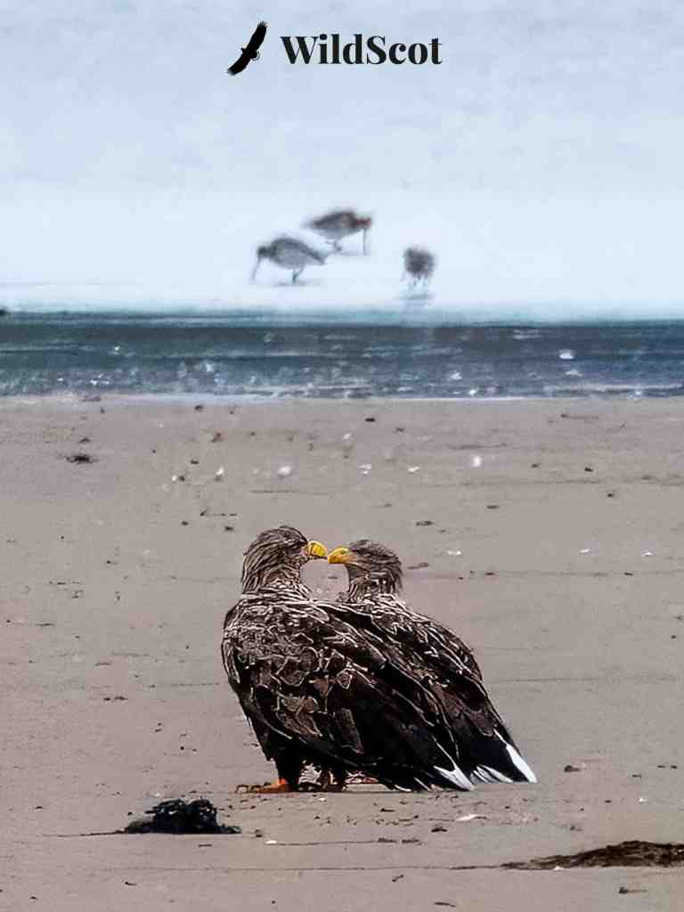 Two sea eagles interacting on a beach, with shorebirds in the background. WildScot logo at the top.
