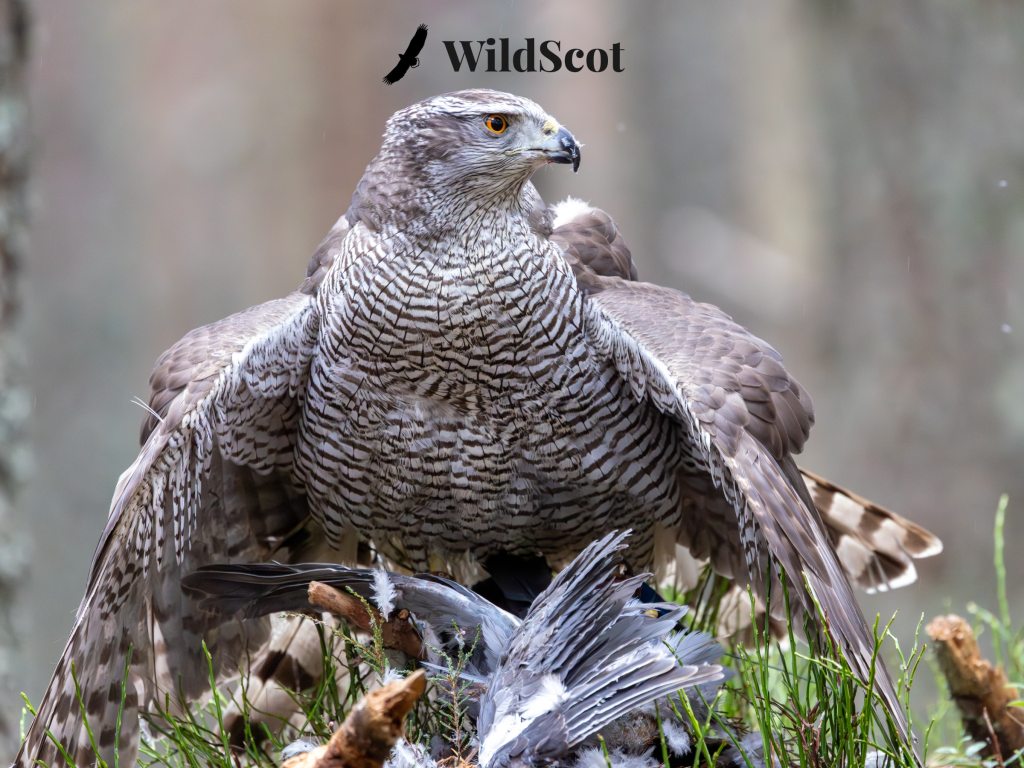Goshawk with prey, Scottish Wildlife Photo. Text: WildScot.