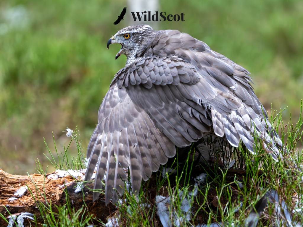 Scottish wildlife photo: Northern goshawk with wings spread, perched on a log. "WildScot" text overlay.