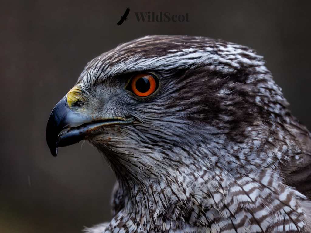 Goshawk headshot, showcasing striking orange eyes and detailed plumage. Scottish wildlife photo.