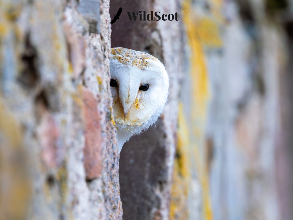 Barn owl peeks from a stone wall, a striking Scottish wildlife photo. WildScot logo visible.