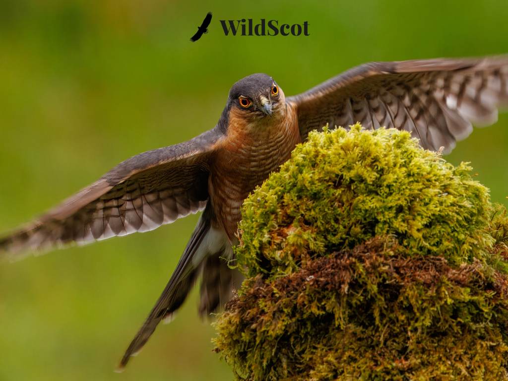Sparrowhawk perched on moss, wings spread. WildScot logo visible.