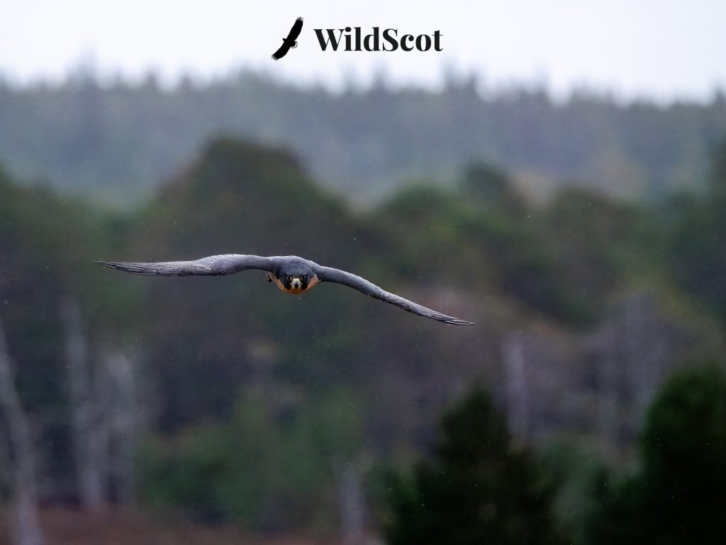 Peregrine falcon in flight, a Scottish wildlife photo from WildScot.