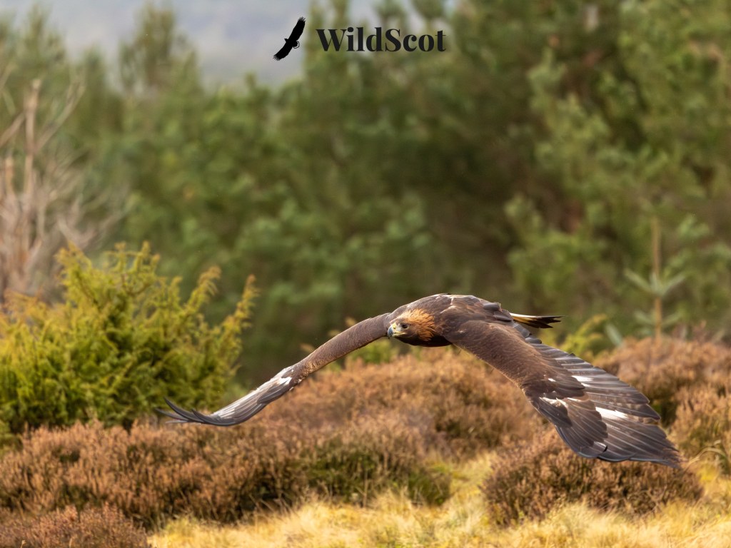 Golden eagle in flight, part of Scottish wildlife photos by WildScot.