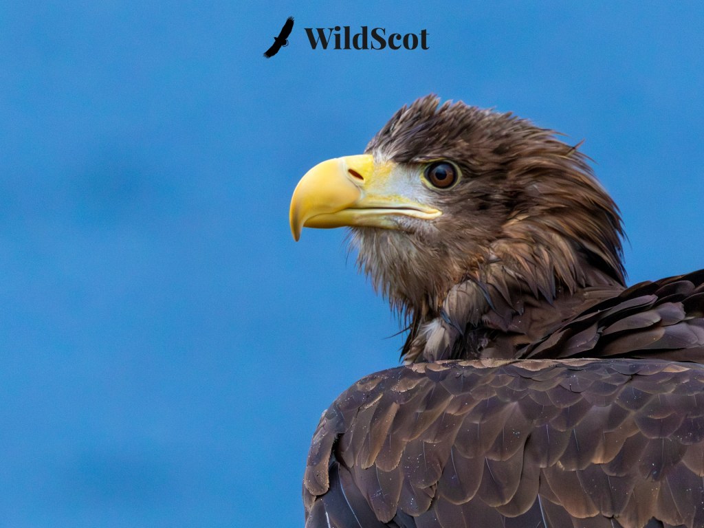 White-tailed Eagle portrait, a striking Scottish wildlife photo. WildScot logo visible.
