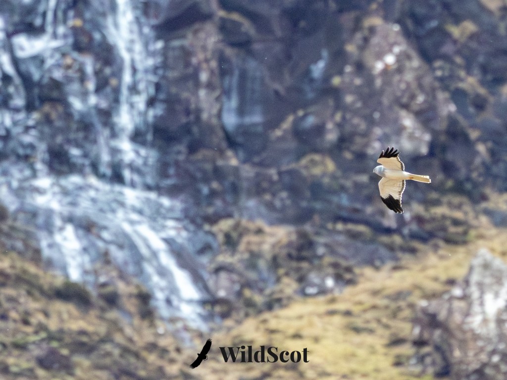 Hen harrier in flight against a Scottish mountain waterfall. Scottish Wildlife Photos.