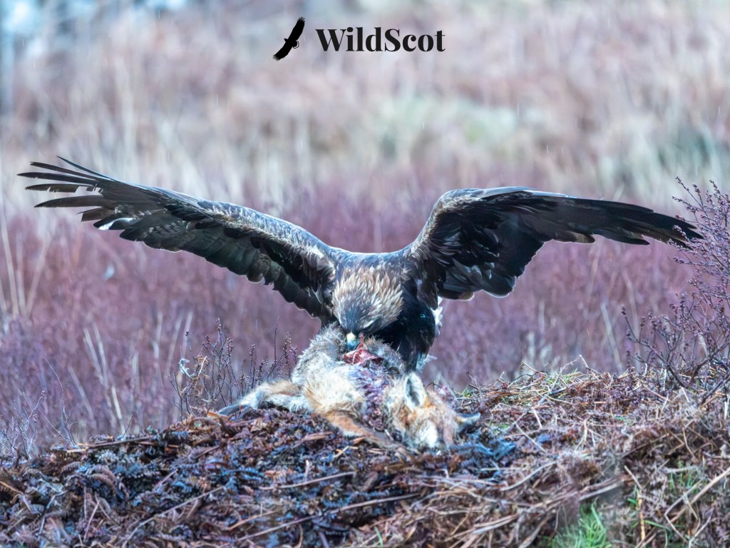 Golden eagle feeding on a fox carcass in the Scottish Highlands. Scottish Wildlife Photos. WildScot.