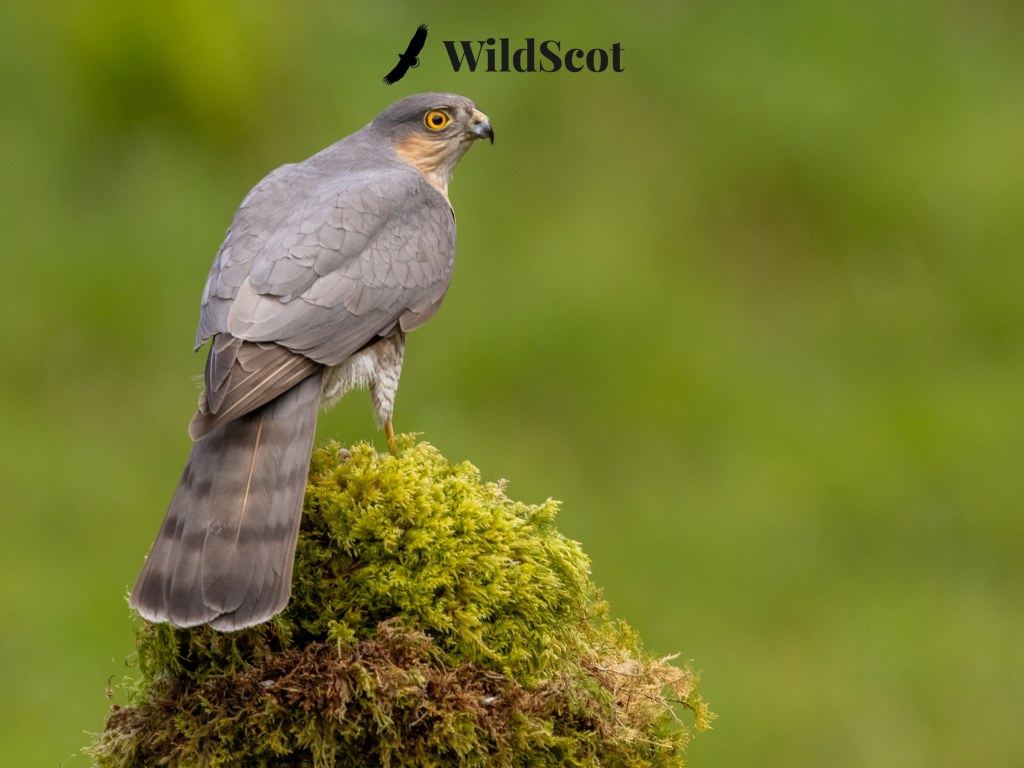 Sparrowhawk perched on moss, a stunning Scottish wildlife photo. "WildScot" watermark visible.