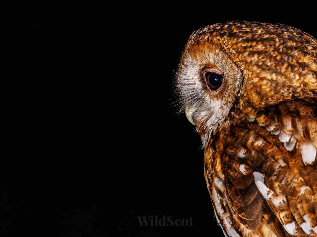 Scottish wildlife photo: Close-up of a beautiful brown and white owl with a dark eye.
