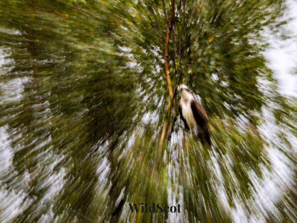 Motion blur photo of a bird perched in a tree. Scottish Wildlife Photos.