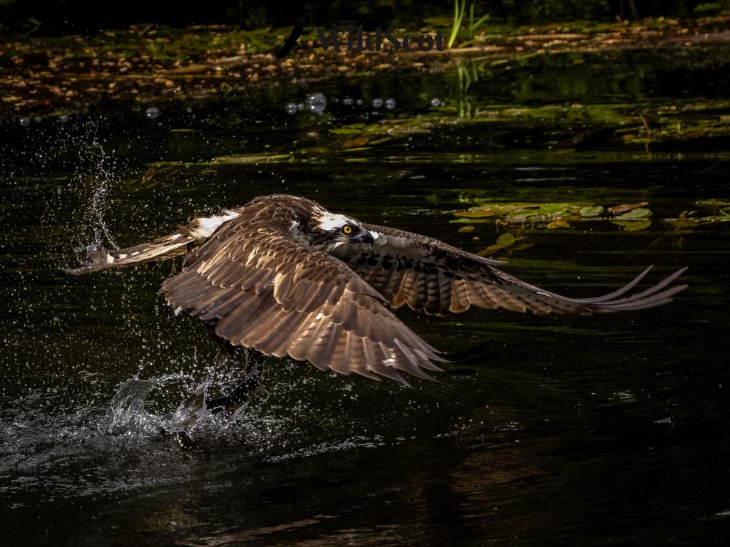 Osprey emerging from water, wings spread. Scottish wildlife photo.