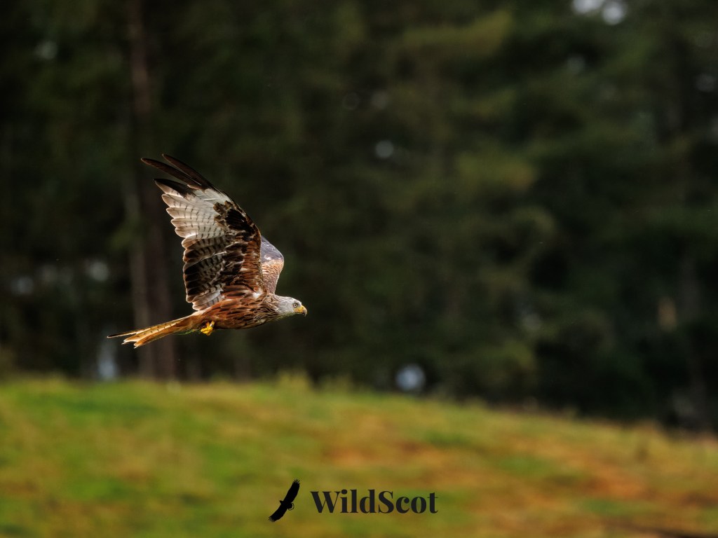Red Kite in flight over green field, Scottish Wildlife Photo
