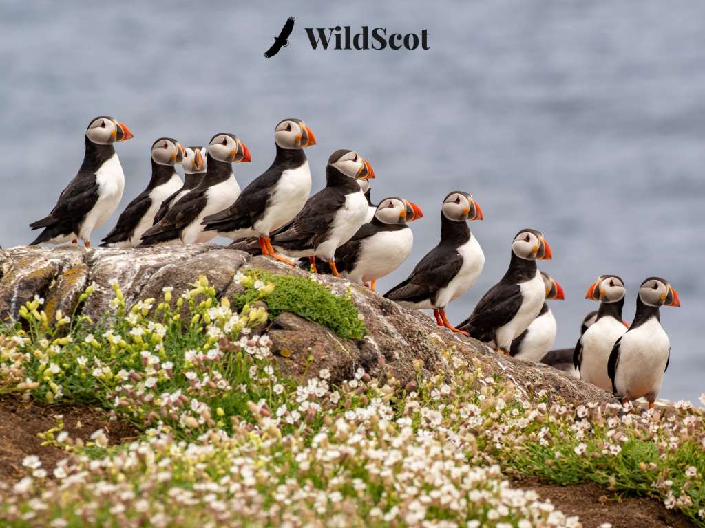 Puffins on a rocky outcrop with white flowers. Text: WildScot.