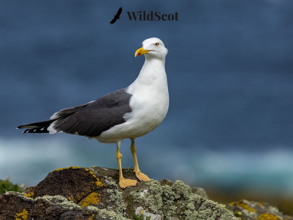 Great black-backed gull standing on a rock with another gull flying above. Text: WildScot.