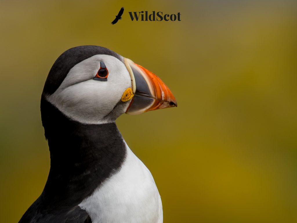 Close-up of a puffin with its colorful beak against a blurred green background. Text: WildScot.