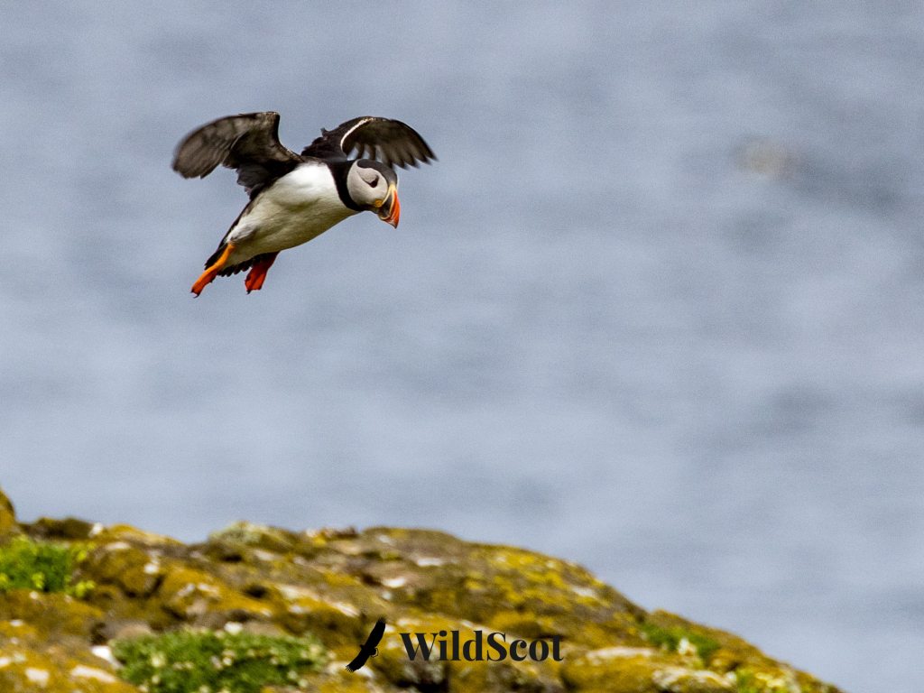 Puffin in flight over a rocky cliff, wings spread.